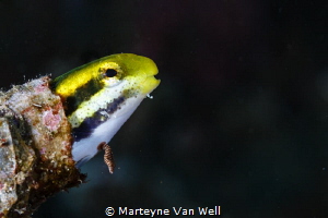 A blenny with a parasite at Nudi Retreat 3 in Lembeh Stra... by Marteyne Van Well 